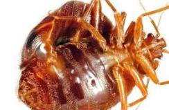 Cockroach-Control-in-agra