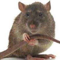 Rodent Control