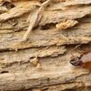 Termite-Treatment-in-agra 