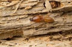 Termite-Treatment-in-agra 