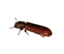 Wood Borer Control