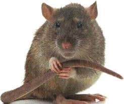 Rodent Control