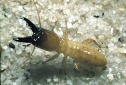 Termite Treatment 