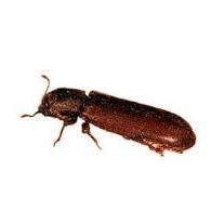 Wood Borer Control