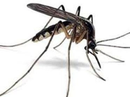 Mosquito Control