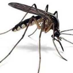 Mosquito Control