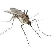 Mosquito-Control-in-agra