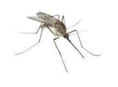 Mosquito-Control-in-agra