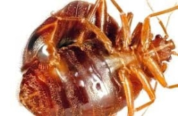 Cockroach Control